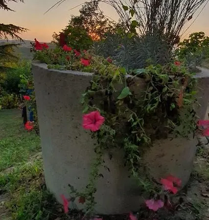 Le Rose Di Mapi