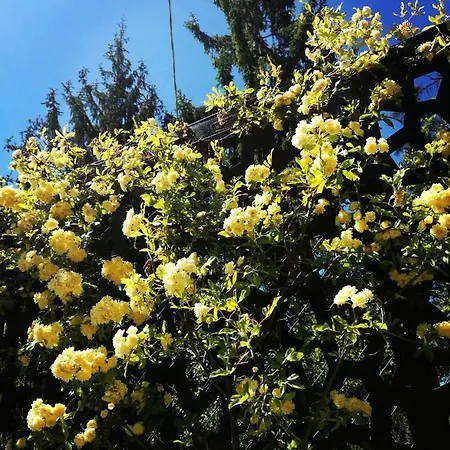 Le Rose Di Mapi Mango