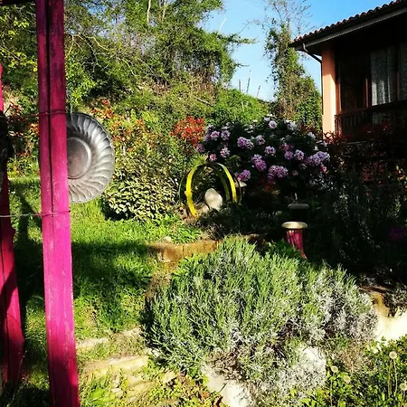 Le Rose Di Mapi