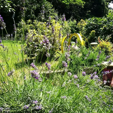 Le Rose Di Mapi * Mango